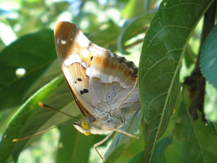 elogio all''Apatura ilia